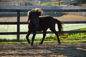 Skyros Island Horse Trust - Katsarelias Simpson Stud