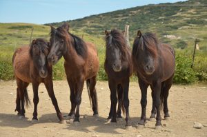 Skyros Island Horse Trust - Katsarelias Simpson Stud