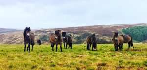Besuch bei den Exmoor-Ponys